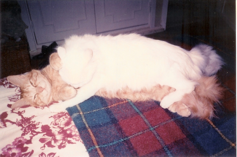 Who said Cats don't feel love?; DISPLAY FULL IMAGE.