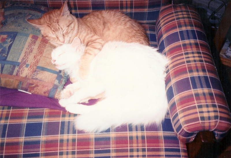 Who said Cats don't feel love?; DISPLAY FULL IMAGE.