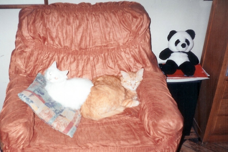 Who said Cats don't feel love?; DISPLAY FULL IMAGE.