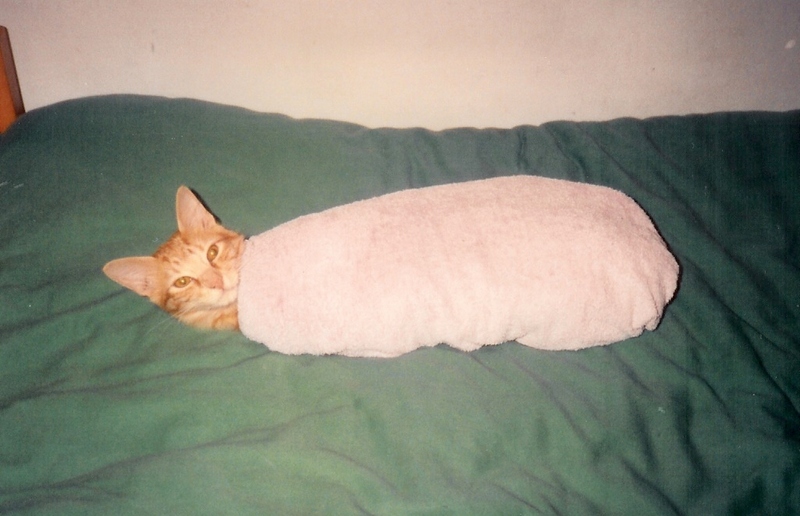 Who said Cats don't feel love?; DISPLAY FULL IMAGE.