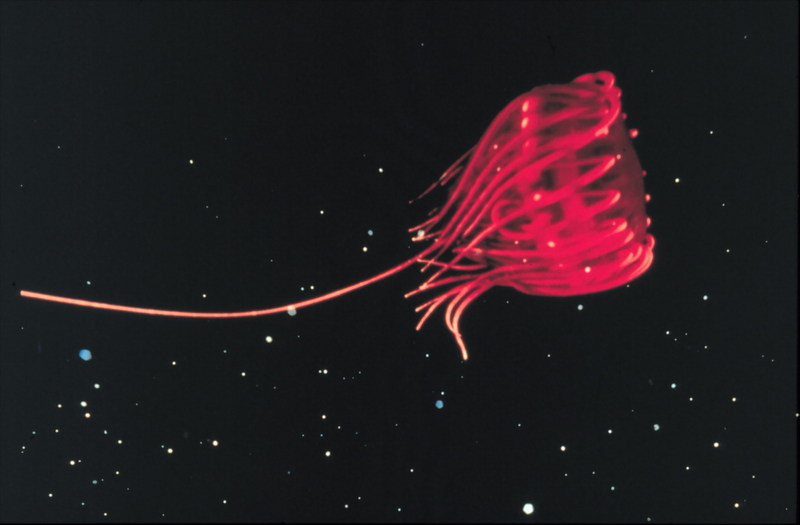 Jellyfish {!--해파리-->; DISPLAY FULL IMAGE.