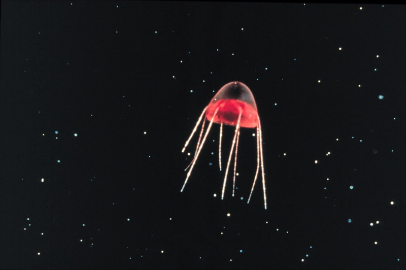 Jellyfish {!--해파리-->; DISPLAY FULL IMAGE.