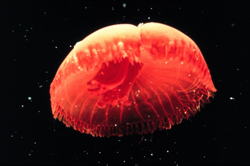 Jellyfish {!--해파리-->; DISPLAY FULL IMAGE.