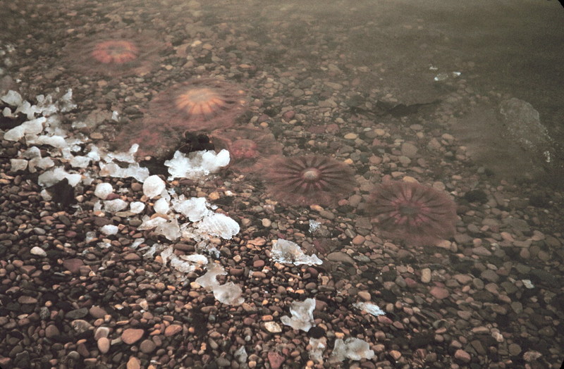 Jellyfish {!--해파리-->; DISPLAY FULL IMAGE.