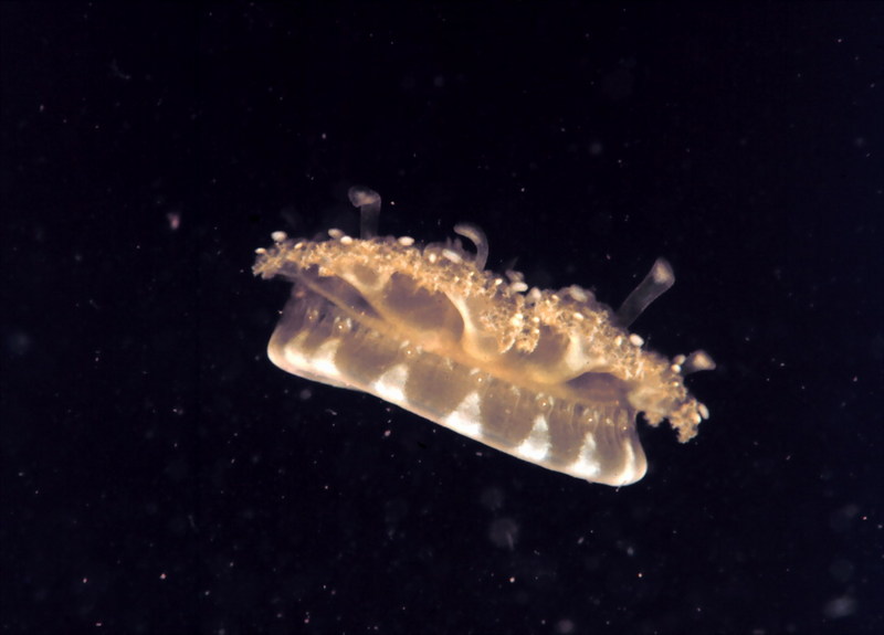 Upside-down Jellyfish (Cassiopea xamachana) {!--송장해파리-->; DISPLAY FULL IMAGE.