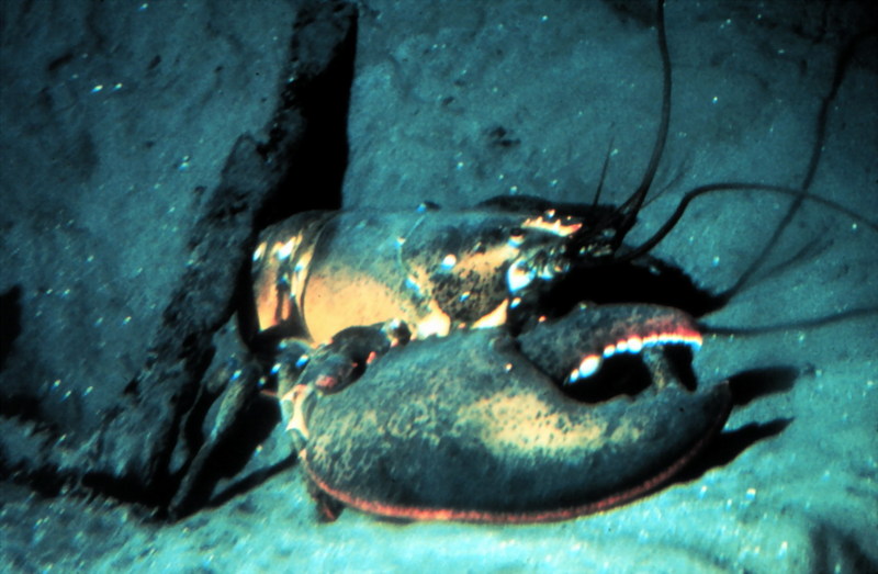 American Lobster (Homarus americanus) {!--아메리카바닷가재-->; DISPLAY FULL IMAGE.