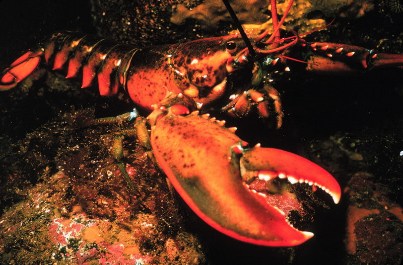 American Lobster (Homarus americanus) {!--아메리카바닷가재-->; DISPLAY FULL IMAGE.