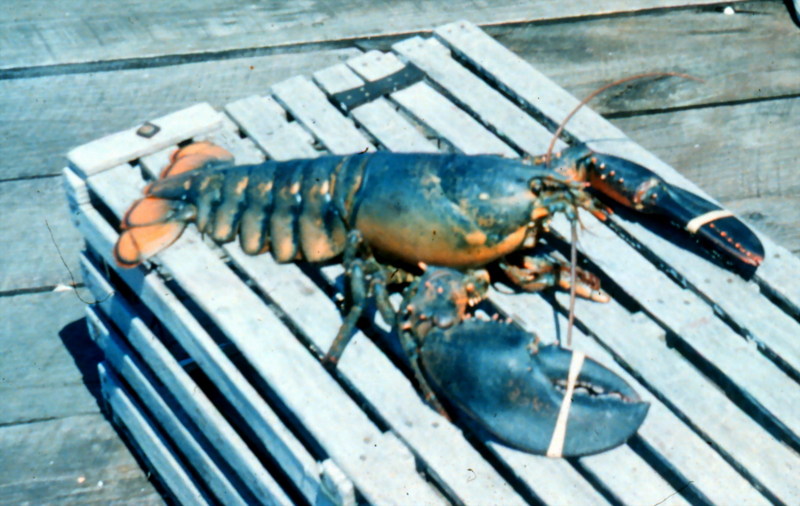 American Lobster (Homarus americanus) {!--아메리카바닷가재-->; DISPLAY FULL IMAGE.