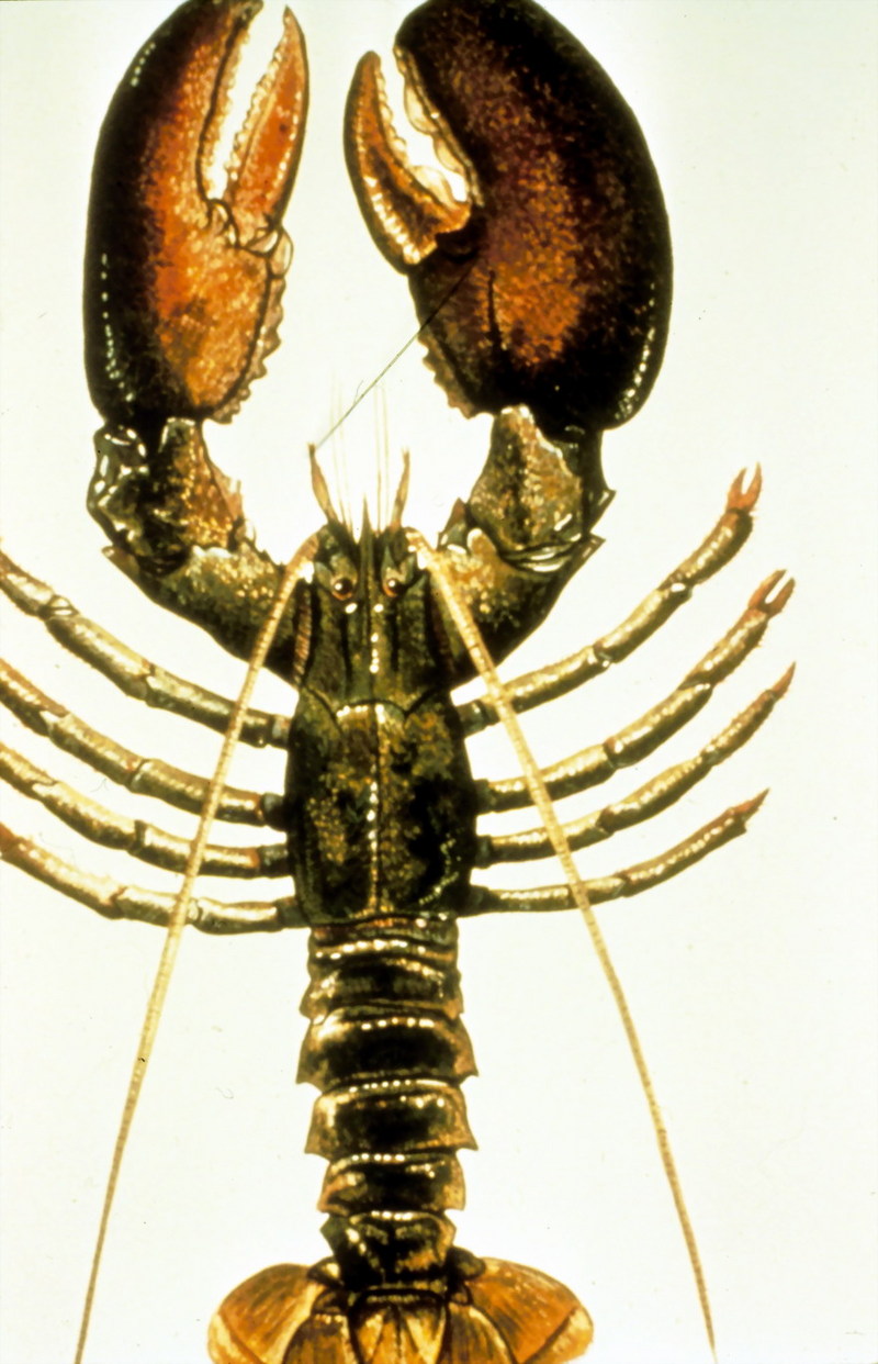 American Lobster (Homarus americanus) {!--아메리카바닷가재-->; DISPLAY FULL IMAGE.