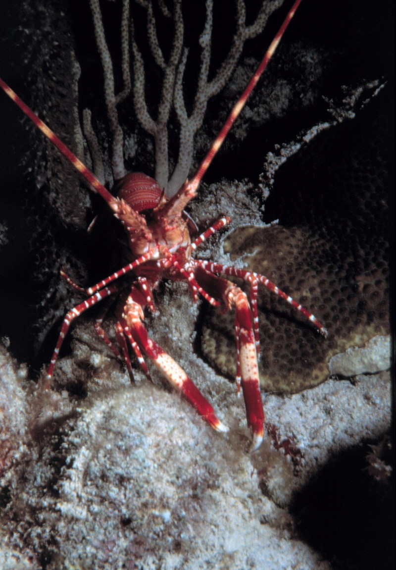 California Spiny Lobster (Panulirus interruptus) {!--캘리포니아닭새우-->; DISPLAY FULL IMAGE.