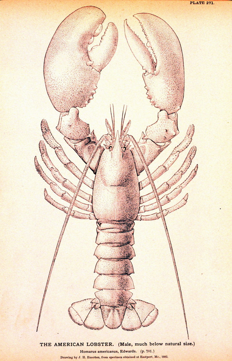 American Lobster (Homarus americanus) {!--아메리카바닷가재-->; DISPLAY FULL IMAGE.