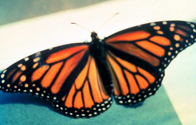 Monarch Butterfly (Danaus plexippus) {!--군주나비-->; DISPLAY FULL IMAGE.