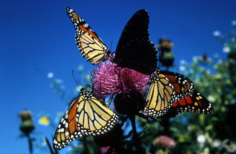 Monarch Butterfly (Danaus plexippus) {!--군주나비-->; DISPLAY FULL IMAGE.