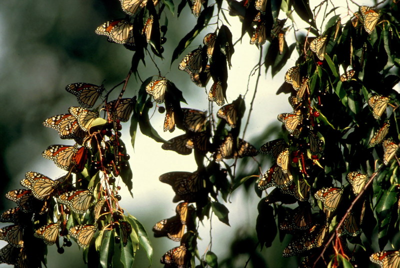 Monarch Butterfly (Danaus plexippus) {!--군주나비-->; DISPLAY FULL IMAGE.