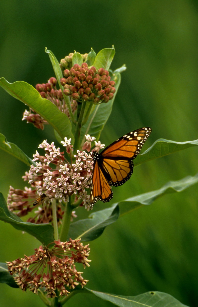 Monarch Butterfly (Danaus plexippus) {!--군주나비-->; DISPLAY FULL IMAGE.