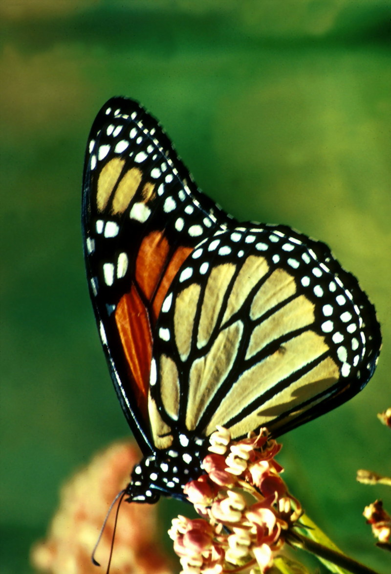 Monarch Butterfly (Danaus plexippus) {!--군주나비-->; DISPLAY FULL IMAGE.