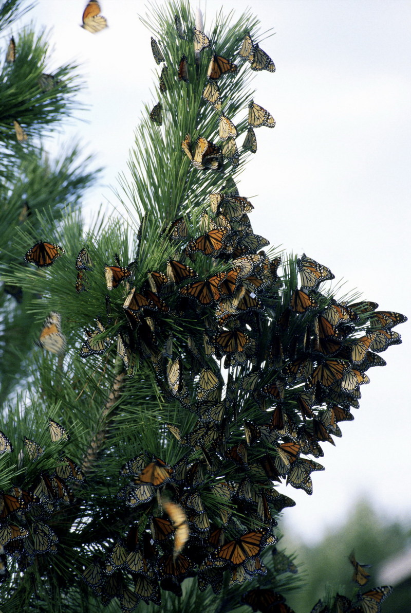 Monarch Butterfly (Danaus plexippus) {!--군주나비-->; DISPLAY FULL IMAGE.