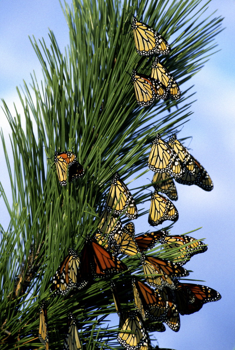 Monarch Butterfly (Danaus plexippus) {!--군주나비-->; DISPLAY FULL IMAGE.