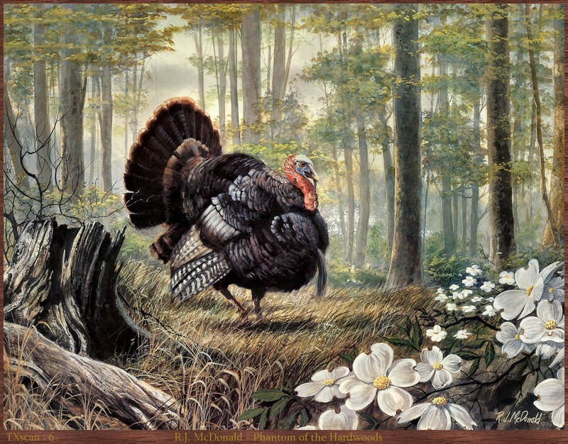 TXscan_06_R.J._McDonald-Phantom_of_the_Hardwoods; DISPLAY FULL IMAGE.