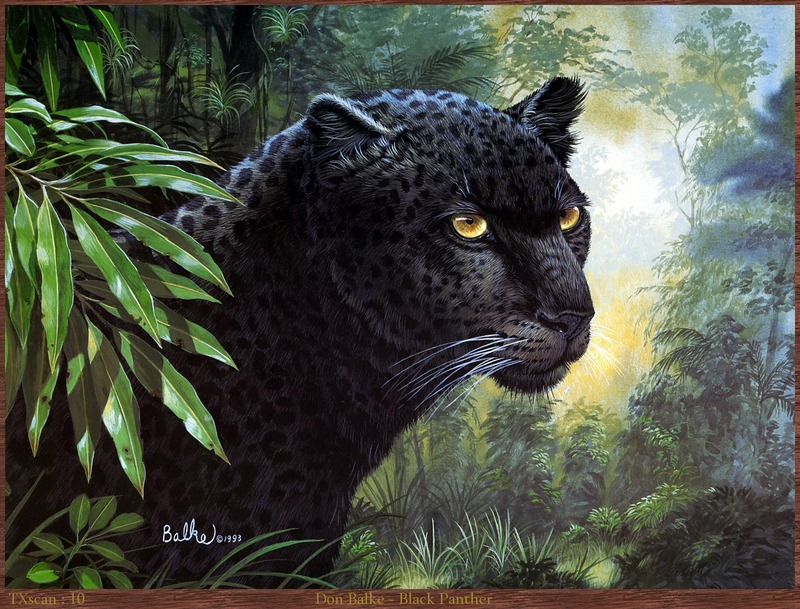 TXscan_10_Don_Balke-Black_Panther; DISPLAY FULL IMAGE.