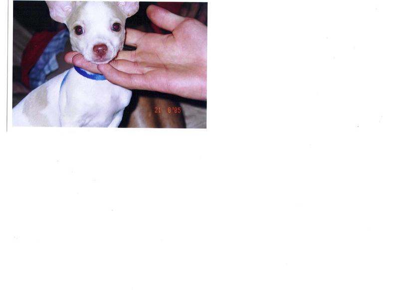 chihuahua; DISPLAY FULL IMAGE.