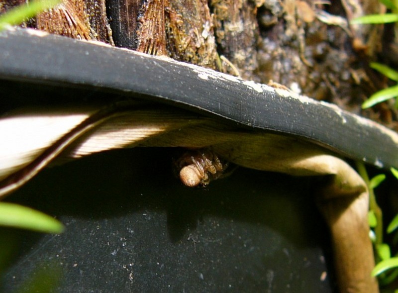 under the rim 1; DISPLAY FULL IMAGE.