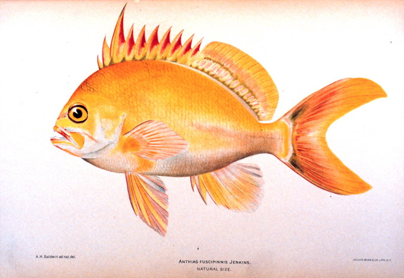 Yellow Anthias (Odontanthias fuscipinnis); DISPLAY FULL IMAGE.