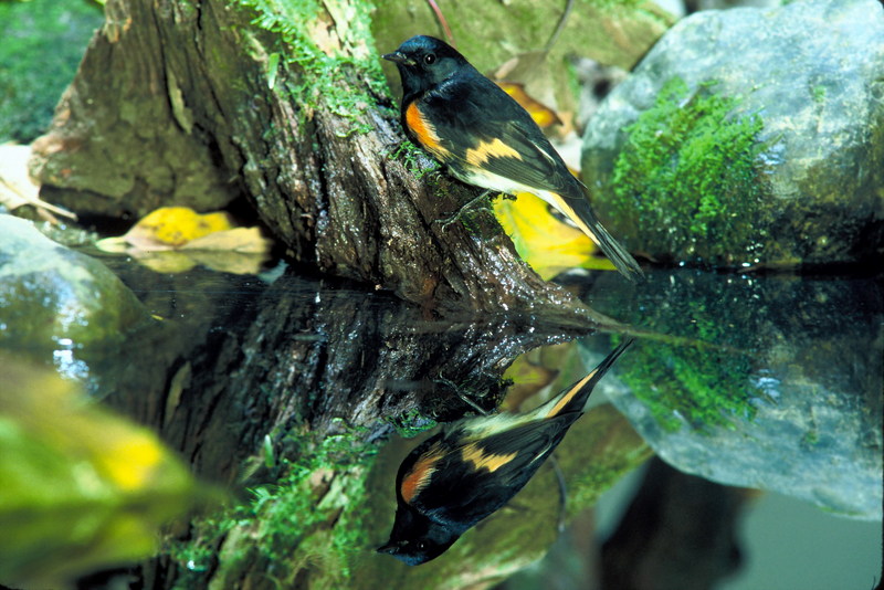 American Redstart (Setophaga ruticilla) {!--미국딱새-->; DISPLAY FULL IMAGE.