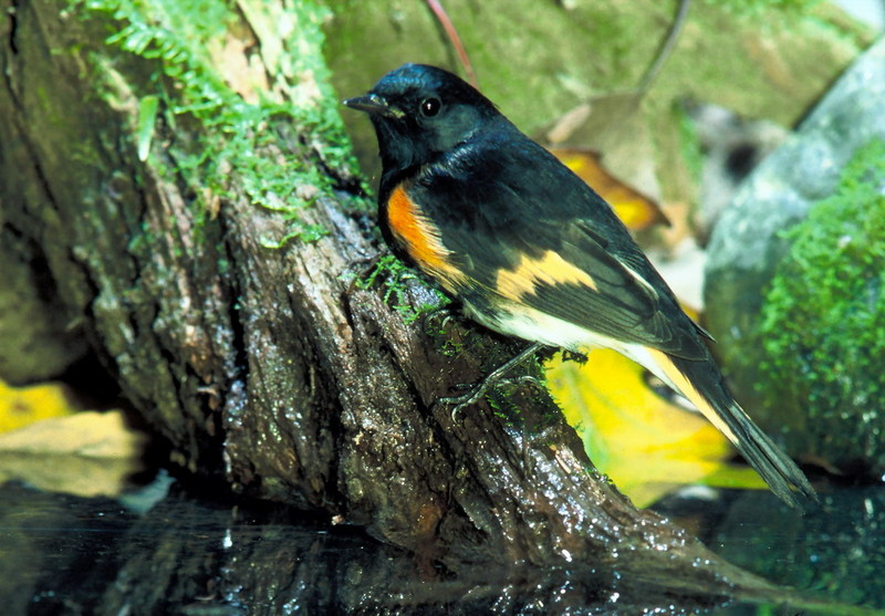 [Crop] American Redstart (Setophaga ruticilla) {!--미국딱새-->; DISPLAY FULL IMAGE.