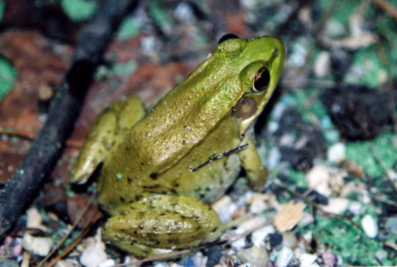 Southern Leopard Frog (Rana sphenocephala) {!--남부표범개구리-->; DISPLAY FULL IMAGE.