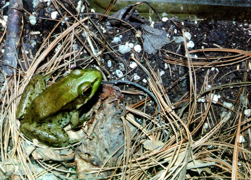 Southern Leopard Frog (Rana sphenocephala) {!--남부표범개구리-->; DISPLAY FULL IMAGE.