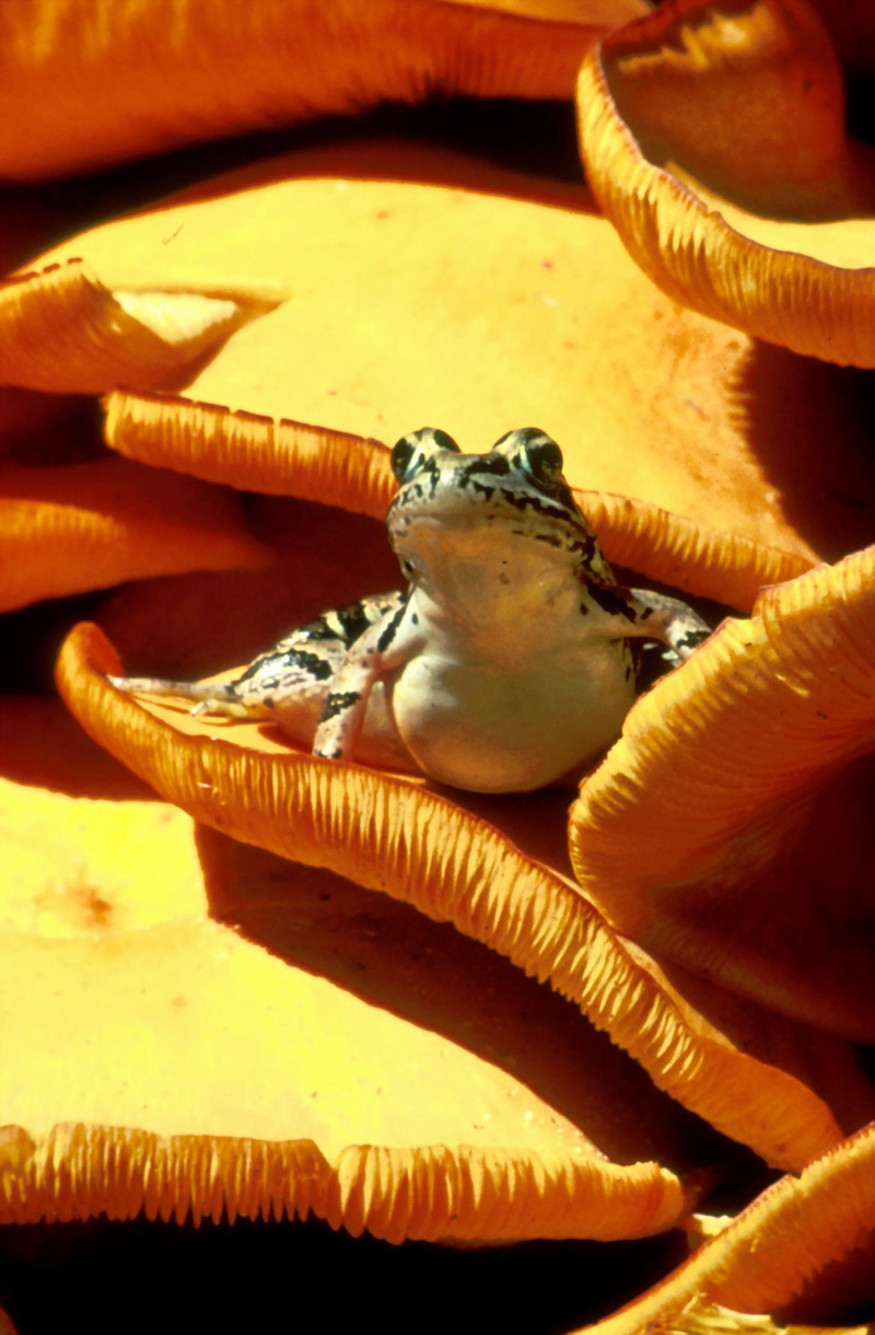 Pickerel Frog (Rana palustris) {!--꼬치개구리(미국)-->; DISPLAY FULL IMAGE.