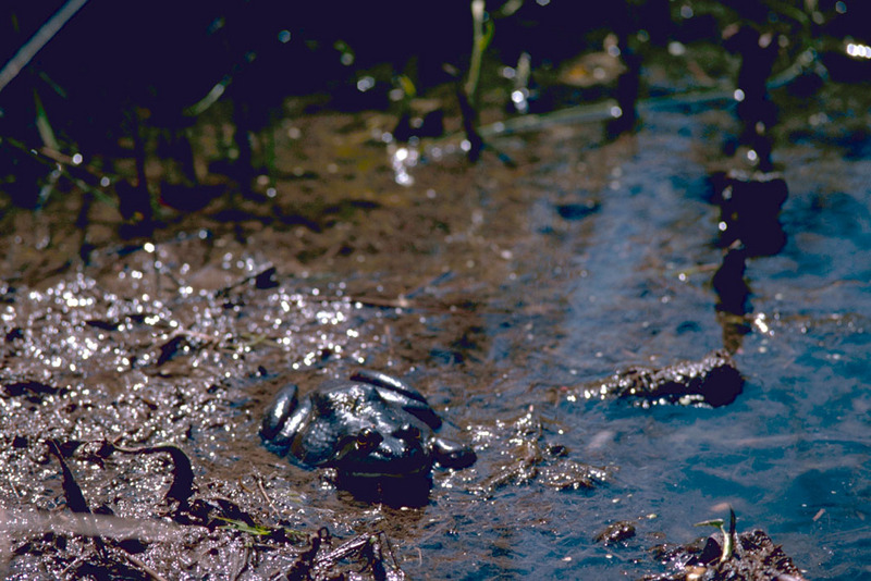 Bullfrog (Rana catesbeiana) {!--황소개구리-->; DISPLAY FULL IMAGE.