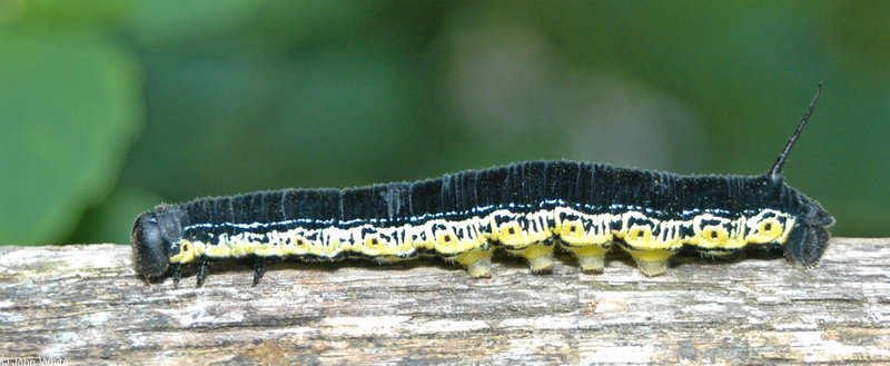 Misc Critters - Catalpa Sphinx (Ceratomia catalpae); DISPLAY FULL IMAGE.