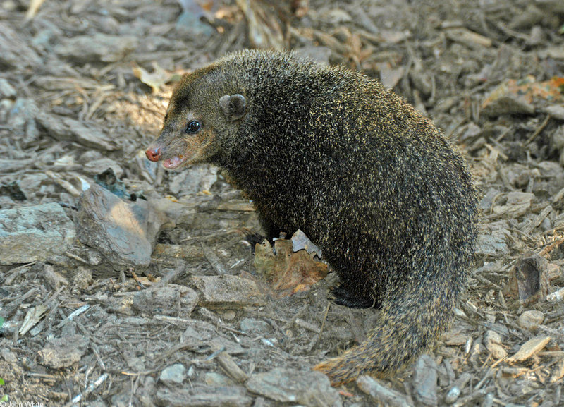 Misc Critters - Cusimanse (Crossarchus obscurus); DISPLAY FULL IMAGE.