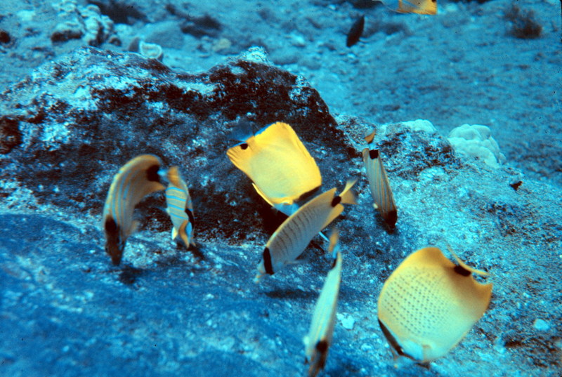 Millet Butterflyfish (Chaetodon miliaris) {!--레몬나비돔-->; DISPLAY FULL IMAGE.