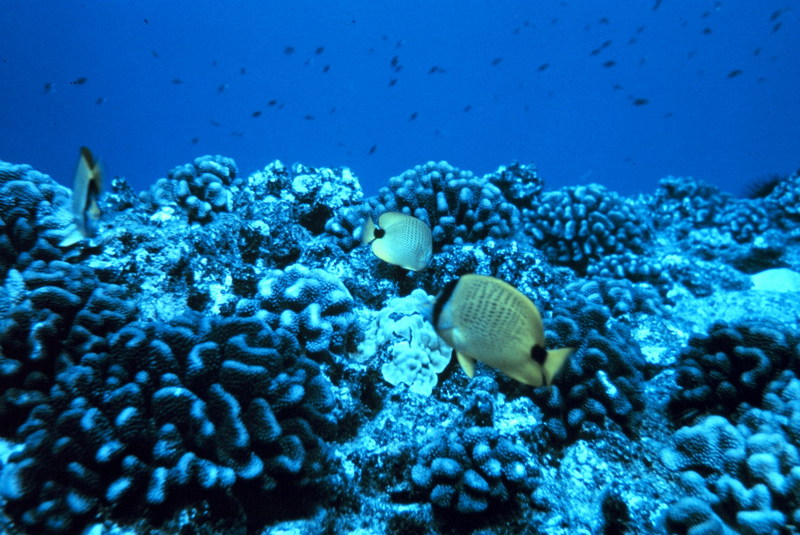 Millet Butterflyfish (Chaetodon miliaris) {!--레몬나비돔-->; DISPLAY FULL IMAGE.