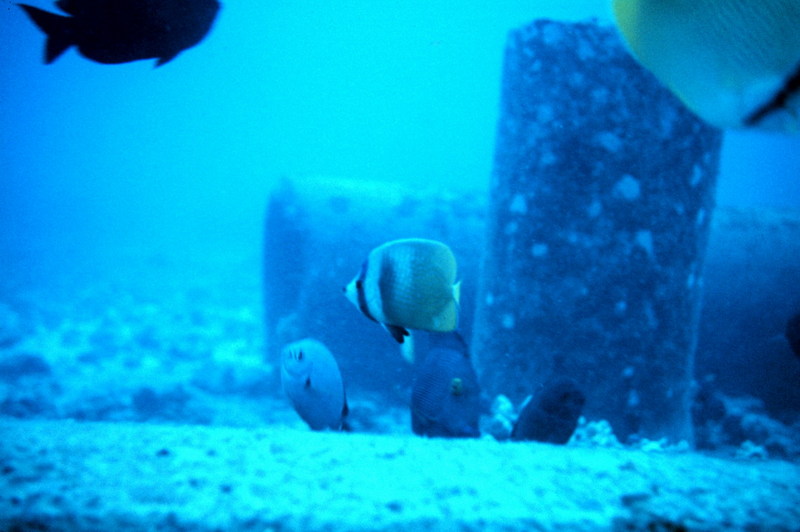 Sunburst Butterflyfish (Chaetodon kleinii) {!--햇살나비돔-->; DISPLAY FULL IMAGE.