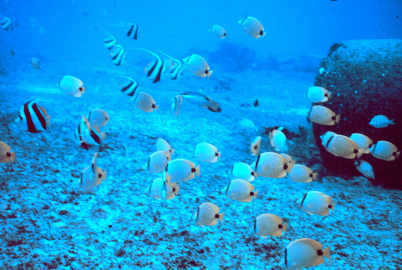 Millet Butterflyfish (Chaetodon miliaris) {!--레몬나비돔-->; DISPLAY FULL IMAGE.