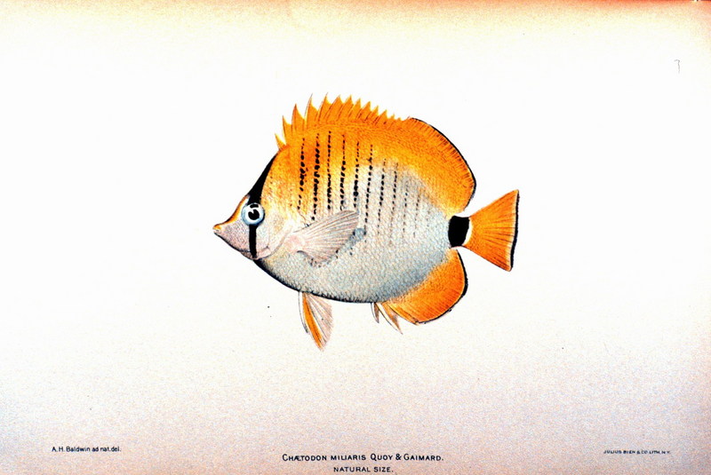 Millet Butterflyfish (Chaetodon miliaris) {!--레몬나비돔-->; DISPLAY FULL IMAGE.