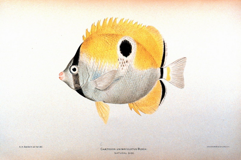 Teardrop Butterflyfish (Chaetodon unimaculatus) {!--눈물나비돔-->; DISPLAY FULL IMAGE.