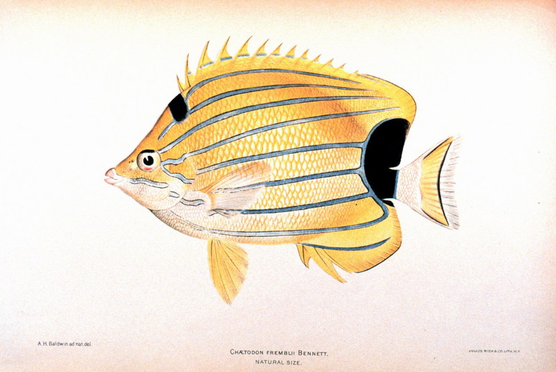 Bluestriped Butterflyfish (Chaetodon fremblii) {!--청줄나비돔-->; DISPLAY FULL IMAGE.