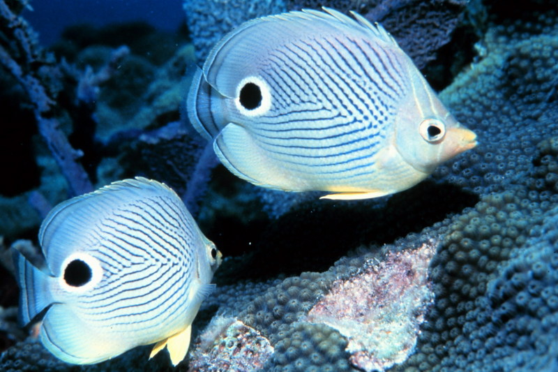 Foureye Butterflyfish (Chaetodon capistratus) {!--네눈나비돔-->; DISPLAY FULL IMAGE.