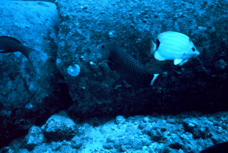 Bluestriped Butterflyfish (Chaetodon fremblii) {!--청줄나비돔-->; DISPLAY FULL IMAGE.