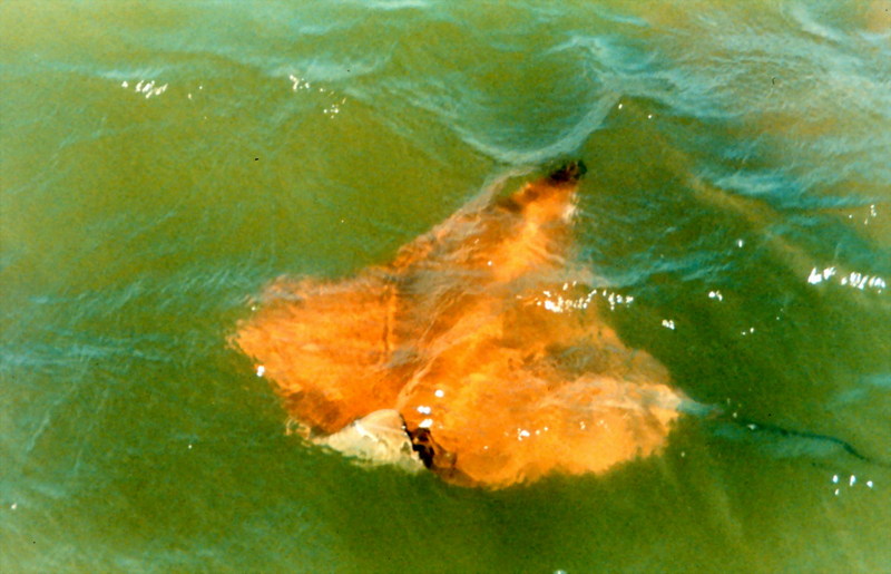 Cownose Ray (Rhinoptera bonasus) {!--가오리류/카리브해-->; DISPLAY FULL IMAGE.