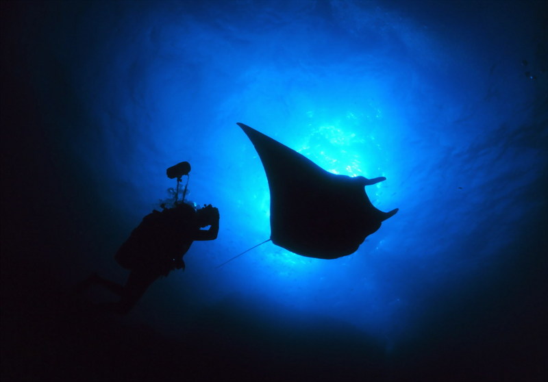 Manta Ray (Manta sp.) {!--쥐가오리류-->; DISPLAY FULL IMAGE.