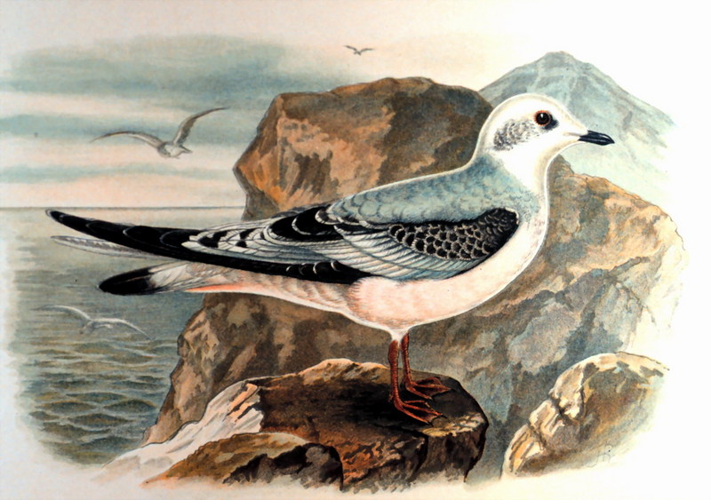 Ross's Gull (Rhodostethia rosea) {!--쇠목테갈매기-->; DISPLAY FULL IMAGE.