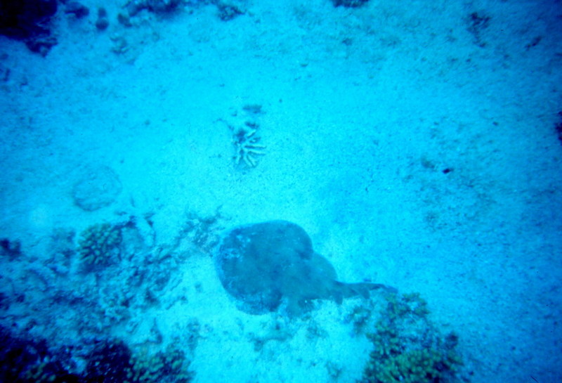 Yellow Stingray (Urobatis jamaicensis) {!--자메이카노랑가오리-->; DISPLAY FULL IMAGE.