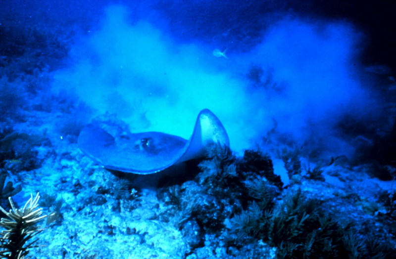 Southern Stingray (Dasyatis americana) {!--미국노랑가오리-->; DISPLAY FULL IMAGE.