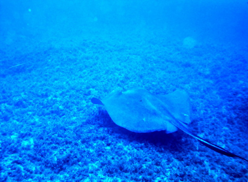 Southern Stingray (Dasyatis americana) {!--미국노랑가오리-->; DISPLAY FULL IMAGE.